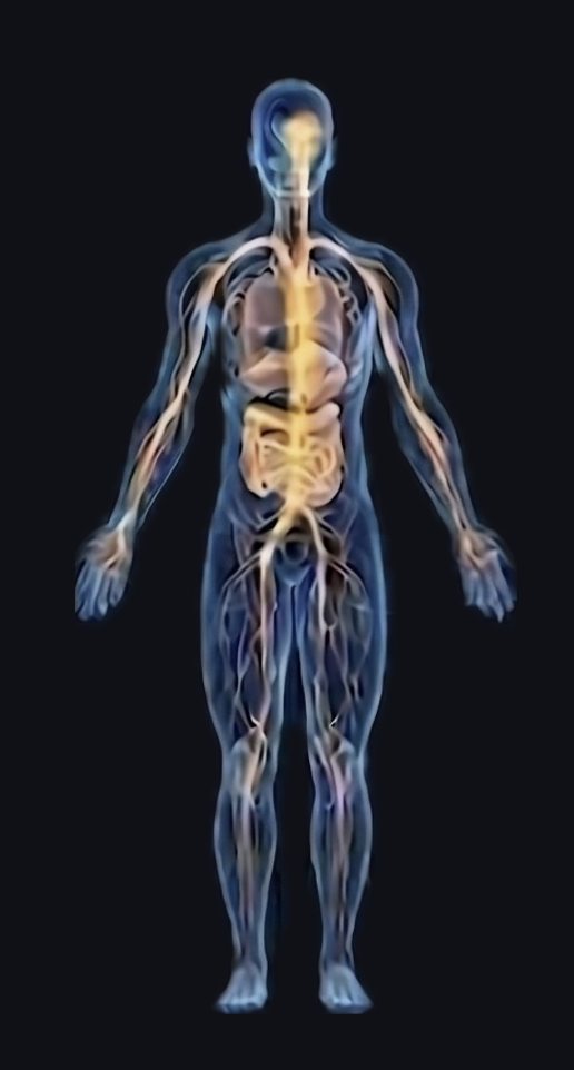 Anatomical body map